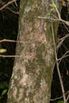 Planertree <BR>Water elm